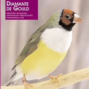 DIAMANTE DE GOULD Begrenztes Angebot