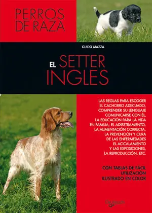 EL SETTER INGLÉS Im Trend