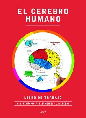 EL CEREBRO HUMANO Großhandel