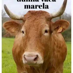 Beliebt MEMORIAS DUNHA VACA MARELA