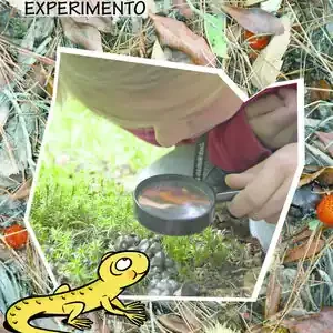 Ausverkauf LIBRO EXPERIMENTO 5 AÑOS. TORBELLINOS
